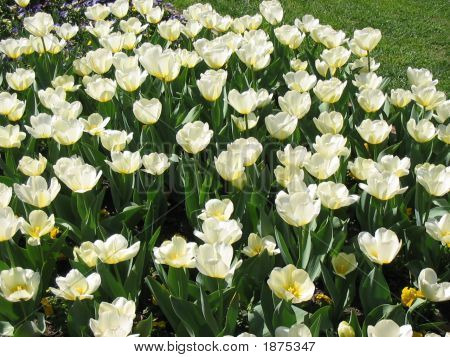 100 Białych tulipanów