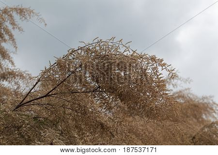 Flowers of a French tamarisk tree (Tamarix gallica)