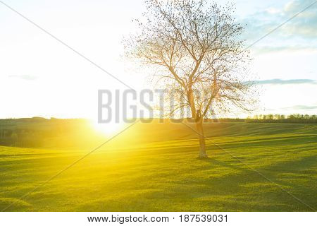 Tree Without Leaves In The Field On Sunrise. Bare Wood
