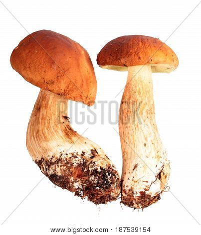Boletus edulis isolated on a white background