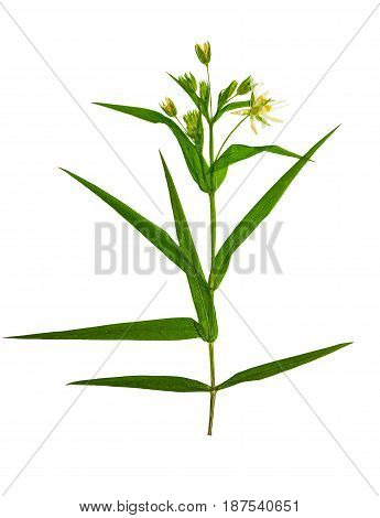 Pressed and dried Stellaria holostea flower. Isolated on white background. For use in scrapbooking floristry (oshibana) or herbarium.