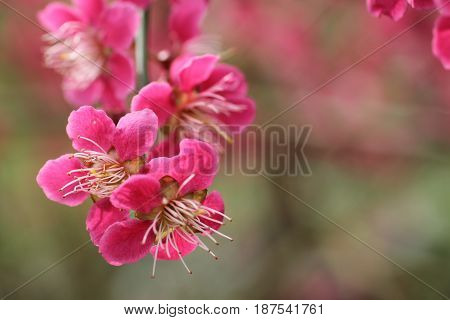 The Beautiful Flower Heads of the Prunus Mume Plant.