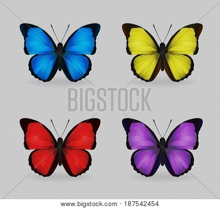 A collection of vibrant multy color insect blue morpho butterflies. Realistic close-up look delicate wing pattern 4 colour variations.