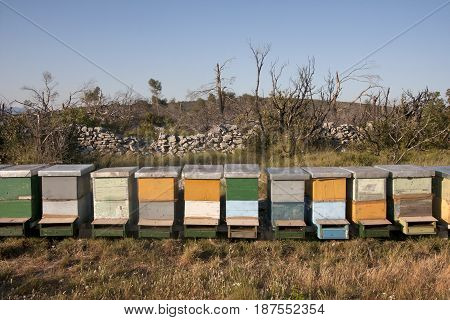 Honey bee hives on the island Solta in croatia