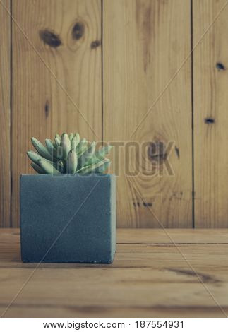 Jelly bean plant on table (sedum rubrotinctum)