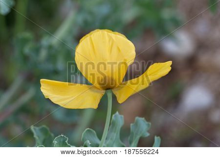Flower of the yellow hornpoppy (Glaucium flavum)