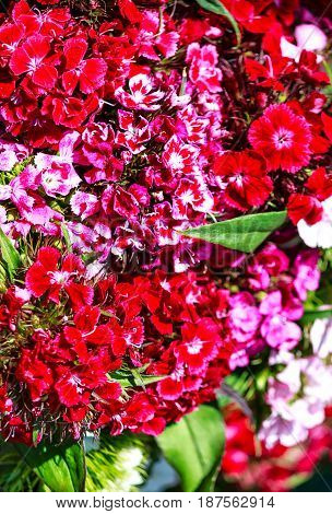 Floral background of red and purple flowering carnation (Dianthus caryophyllus)