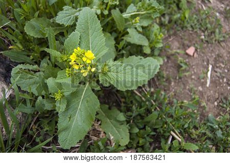 Sinapis arvensis plant used in alternative medicine field