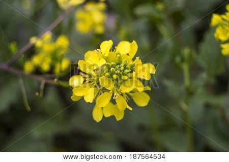 Sinapis arvensis plant used in alternative medicine field