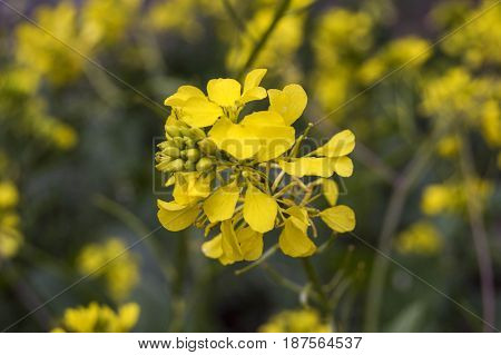 Sinapis arvensis plant used in alternative medicine field