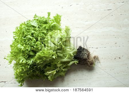 Bunch Of Raw Organic Green Frisee Salad With Roots