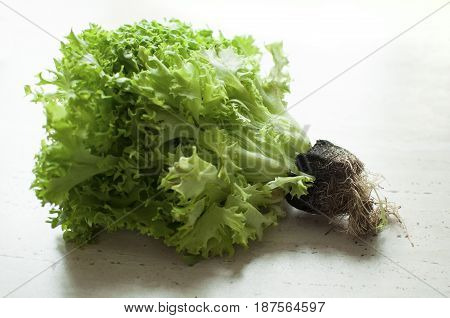 Bunch Of Raw Organic Green Frisee Salad With Roots