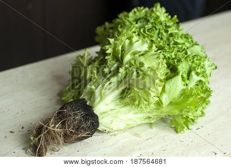 Bunch Of Raw Organic Green Frisee Salad With Roots