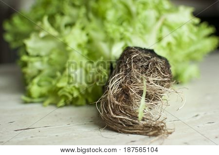 Bunch Of Raw Organic Green Frisee Salad With Roots