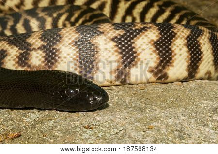A Black-headed Python basking on a rock.