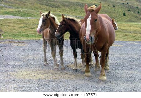 Caballos