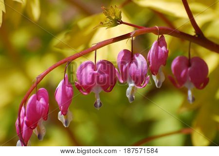 Blooming dangling pink bleeding heart flower blossoms.