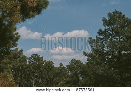 Mountain landscape. High mountain view. Pine trees at summertime. Summer in the forest.