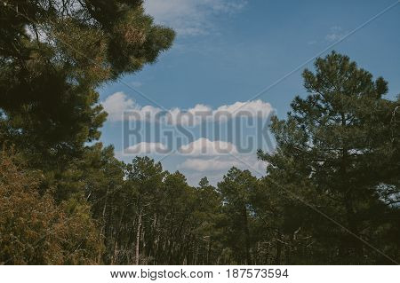Mountain landscape. High mountain view. Pine trees at summertime. Summer in the forest.