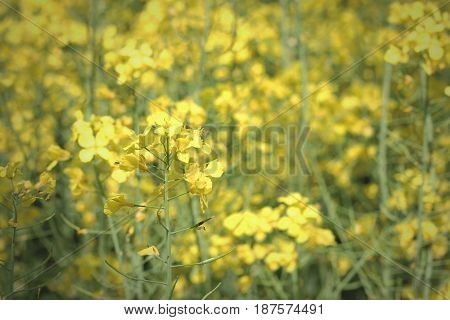 Growing canola field. Beautiful yellow flower on sunny day