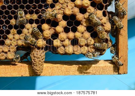 Waxen cottage for growing of chapter of bee family. The young queen bee