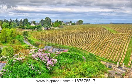 Vineyard in Chinon - the Loire Valley, France