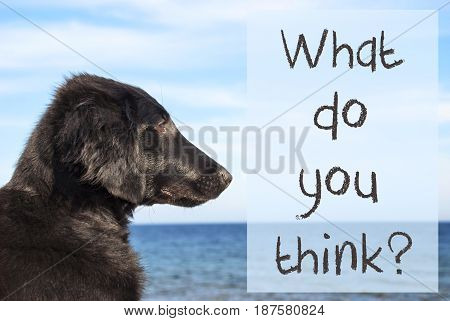 English Text What Do You Think. Flat Coated Retriever Dog Infront Of Ocean. Water In The Background