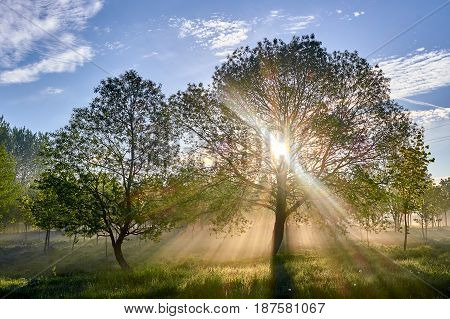 Two trees Sun beams through tree and morning blue sky amazing morning