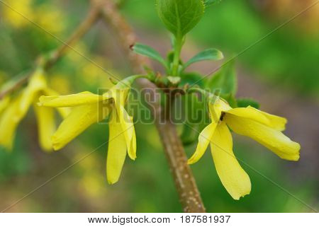 Flowers in spring in May in yellow tones