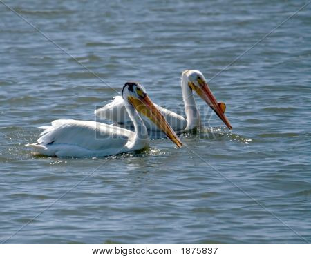Pelicans