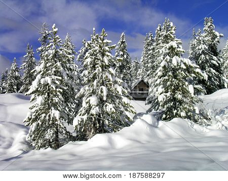 Cozy cabin in the woord in winter snow forest of pine trees