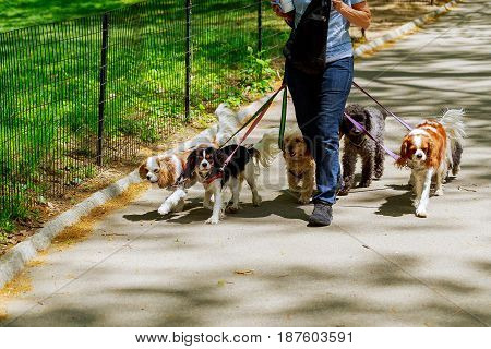 walking the dog in the park There are people walking dogs on the road