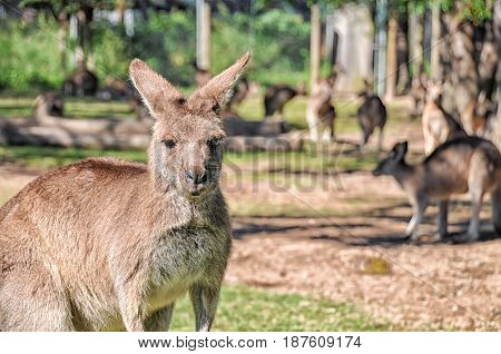 Group of kangaroos in an Australian sanctuary. The photo focuses the one in the front the rest of the kangaroos are in the background