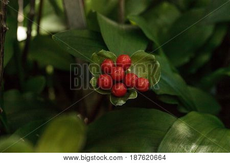 Blood Lily Haemanthus Puniceus Berries