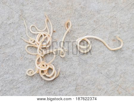 Helminthiasis Toxocara canis (also known as dog roundworm) or parasitic worms from little dog on concrete background selective focus