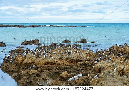 Seagulls at Taputeranga Marine Reserve is located on Wellington 's South coast covering Island Bay Owhiro Bay and Houghton Bay Wellington North Island of New Zealand