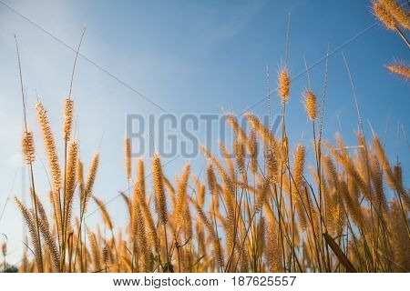 Nature in grass flower outdoors beauty in nature.