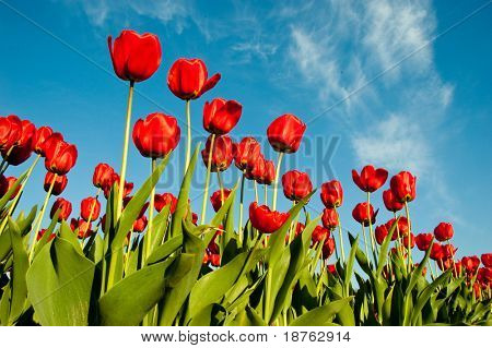 červená jarní tulipány nízký úhel