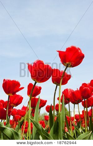 červená jarní tulipány nízký úhel