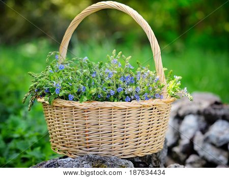 Veronica Flowers (veronica Chamaedrys) In A Basket In The Meadow