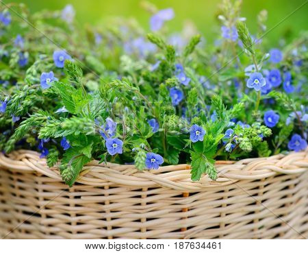 Veronica Flowers (veronica Chamaedrys) In A Basket