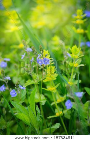 Veronica Flowers (veronica Chamaedrys) In The Meadow
