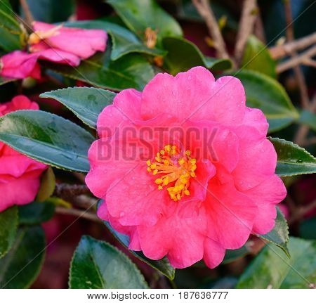 Beautiful Flower Of Camellia Sasanqua At Garden