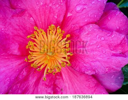 Beautiful Flower Of Camellia Sasanqua At Garden