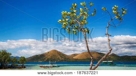 In The Beautiful  Island Cosatline And Tree