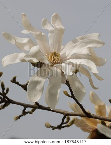 A White Flower Of Stellate Magnolia Blossomed On The Branch