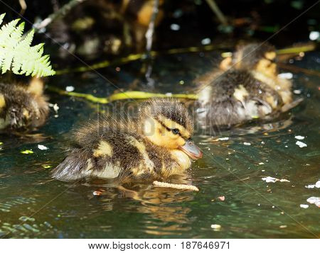 Nice young Mallard duckling - Anas platyrhynchos