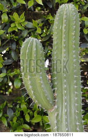 Close-up Of A  Succulent Plant Polaskia Kikipe