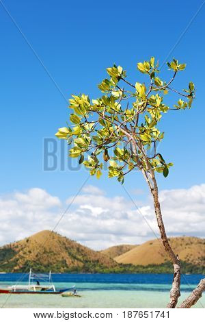 In The Beautiful  Island Cosatline And Tree