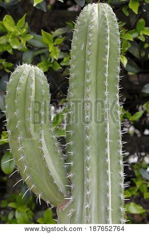 Succulent Plant With Long Thorns - Polaskia Kikipe